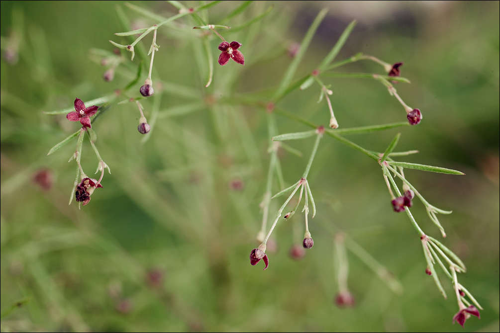 Image of Asperula purpurea (L.) Ehrend.