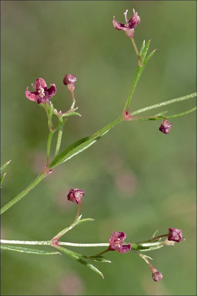 Image of Asperula purpurea (L.) Ehrend.