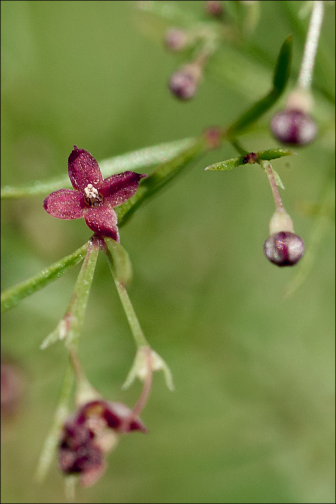 Image of Asperula purpurea (L.) Ehrend.