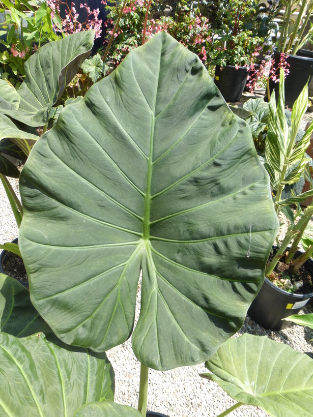 Image of taro