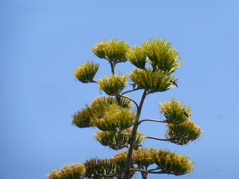 Image of American Aloe