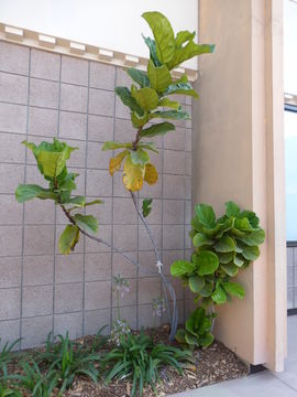 Image of fiddle-leaf fig