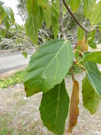 Image de Ficus sur Forssk.