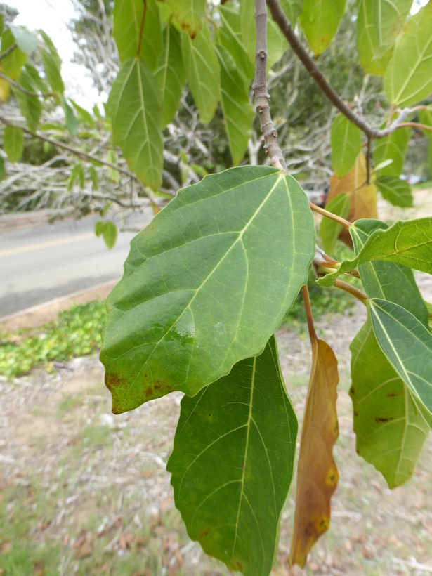 Image of Broom-cluster fig