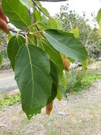 Image of Broom-cluster fig