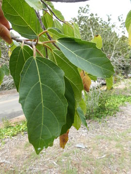 Imagem de Ficus sur Forssk.