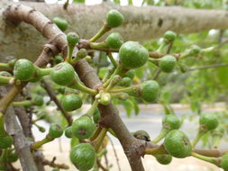 Image of Broom-cluster fig