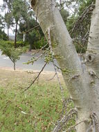 Image of Broom-cluster fig