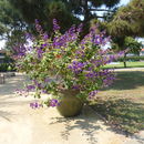 Imagem de Tibouchina