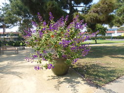 Imagem de <i>Tibouchina heteromalla</i>