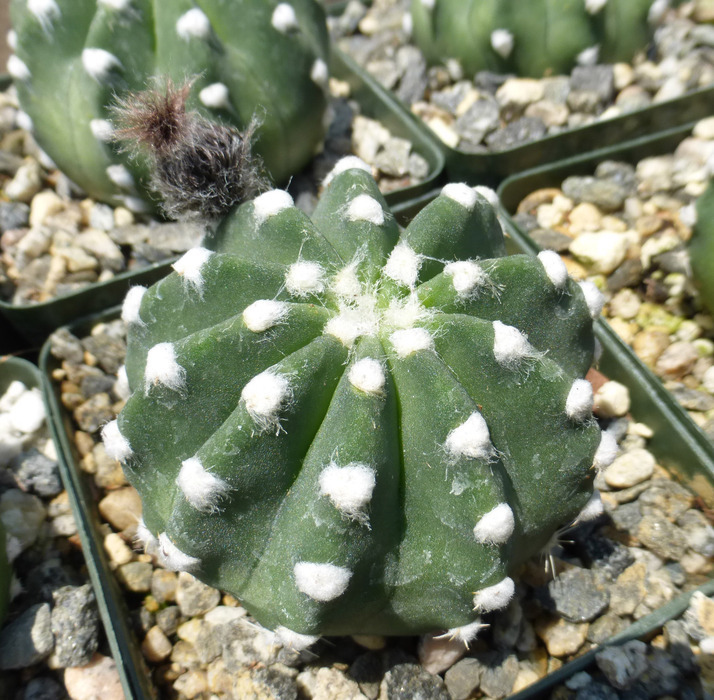 Image de <i>Echinopsis subdenudata</i>