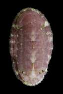 Sivun Ischnochitonidae Dall 1889 kuva