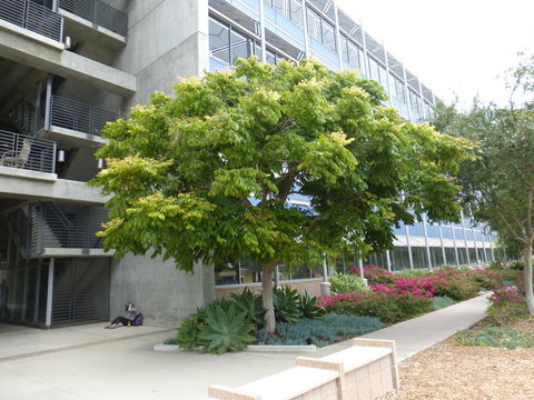 Image of goldenrain tree