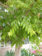 Image of goldenrain tree