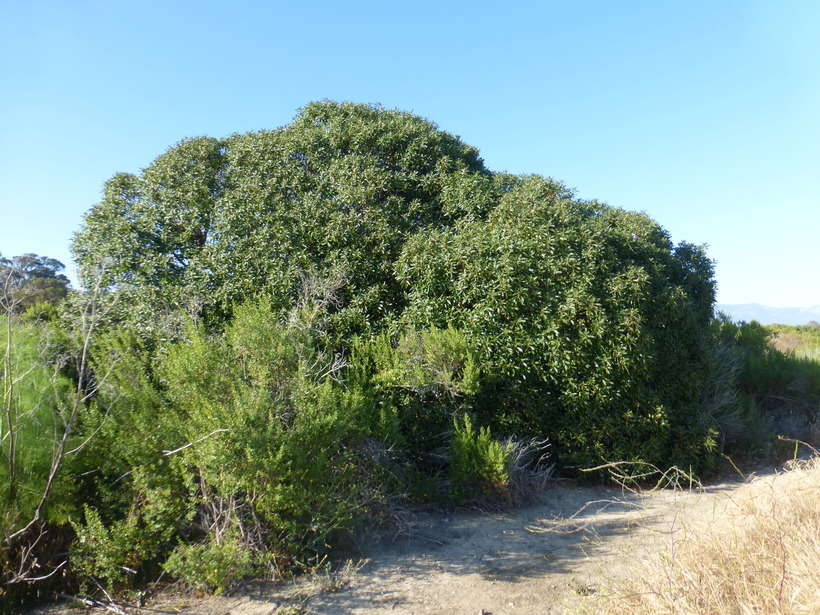 Image of Mousehole tree