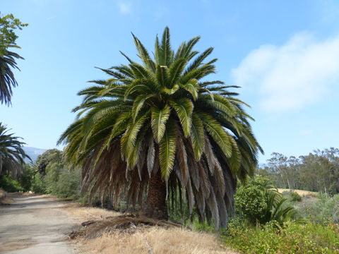 Image of Canary Island date palm