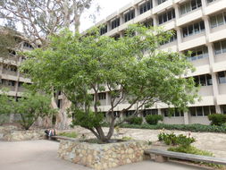 Image of desert willow