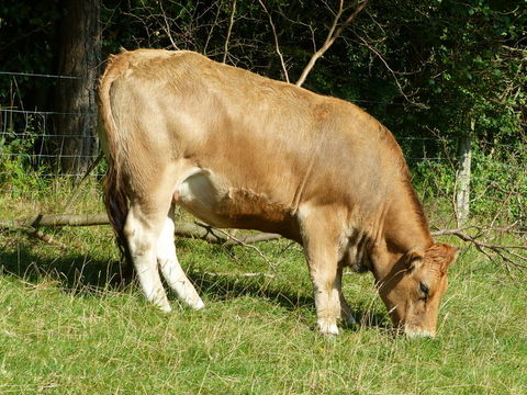 Image of Cow