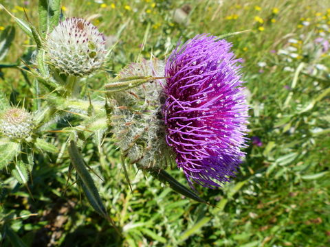 Image of woolly thistle