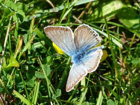 Image of <i>Polyommatus coridon</i>