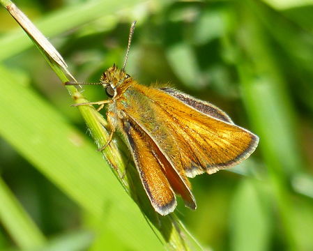 Image of lulworth skipper