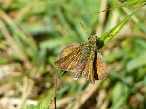 Image of lulworth skipper