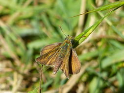 Image of lulworth skipper