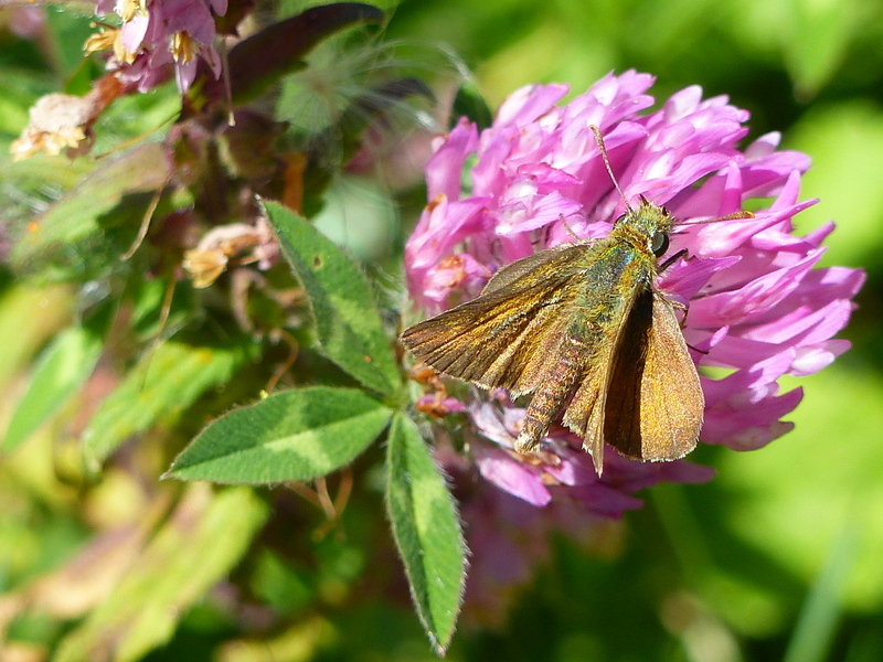 Image of lulworth skipper