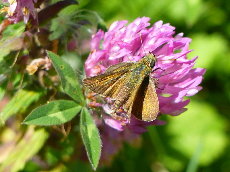 Image of lulworth skipper