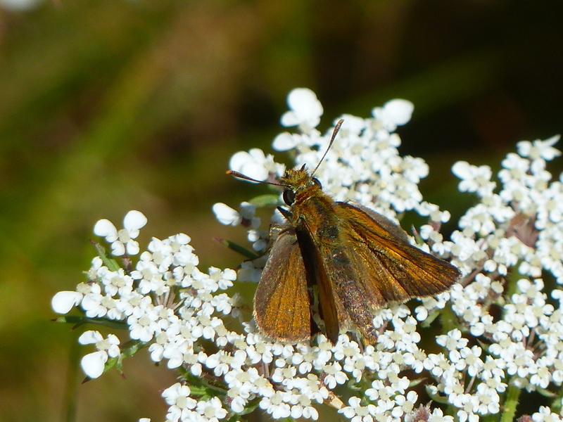 Image of lulworth skipper