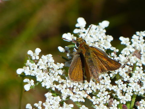 Image of lulworth skipper