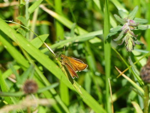 Image of lulworth skipper