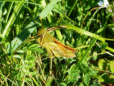 Image of Common Branded Skipper