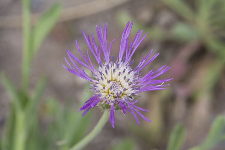 Image of Morocco knapweed