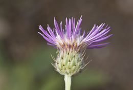 Image of Morocco knapweed