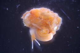 Image of ear shells