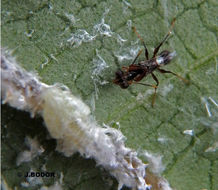 Imagem de <i>Neodryinus typhlocybae</i>