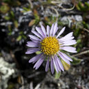 Imagem de Aster alpinus var. vierhapperi (Onno) Cronquist