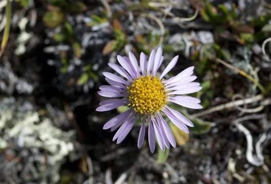 Sivun Aster alpinus var. vierhapperi (Onno) Cronquist kuva