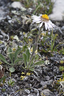 Image of Vierhapper's aster