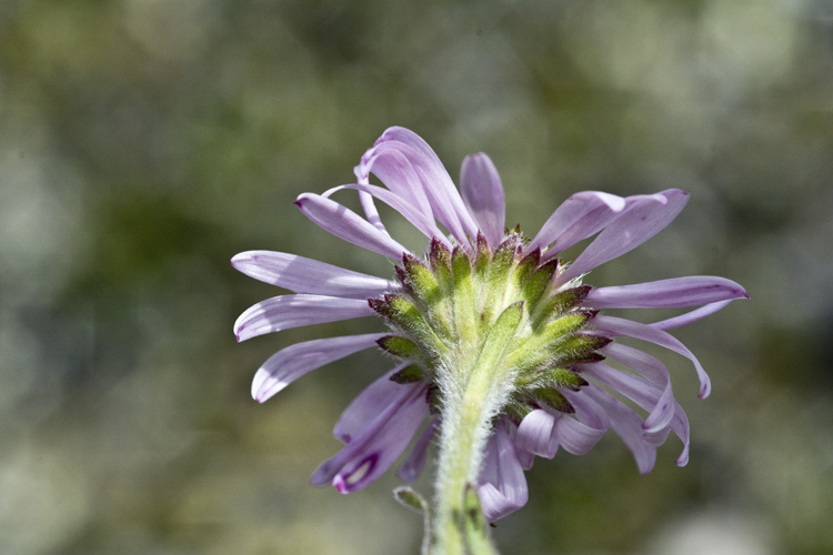 Image of Vierhapper's aster