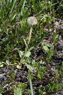 Image of Vierhapper's aster