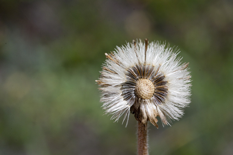 Image of Vierhapper's aster