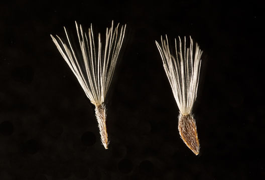 Image de Aster alpinus var. vierhapperi (Onno) Cronquist