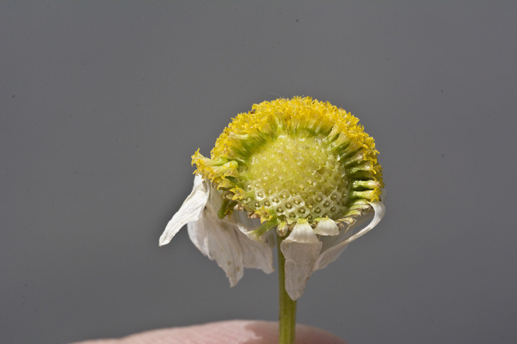 Imagem de Tripleurospermum inodorum (L.) Sch.-Bip