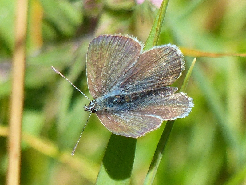 Image of small blue