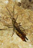 Image of rufous grasshopper