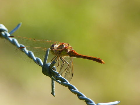 Image of Common Darter