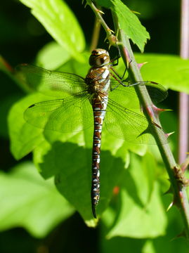 Image of Migrant Hawker