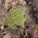 Image of Euphorbia clavarioides Boiss.